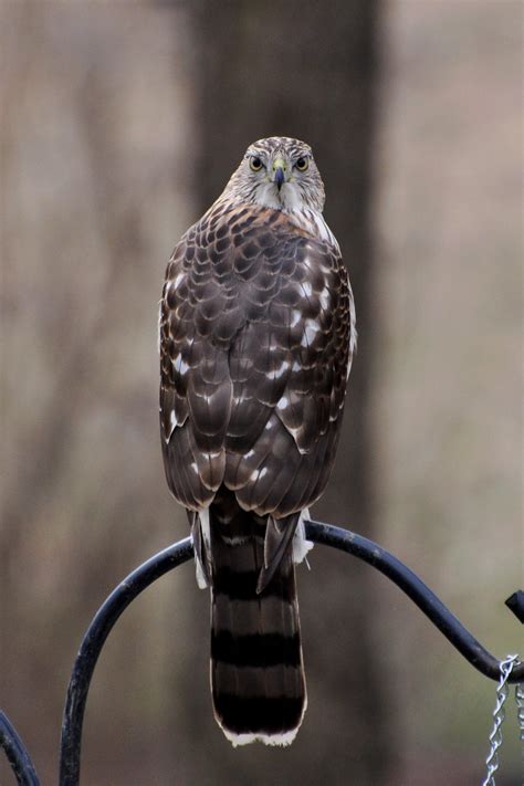 cooper's hawk gift card 5