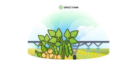 Какие семена сои лучше всего для выращивания?