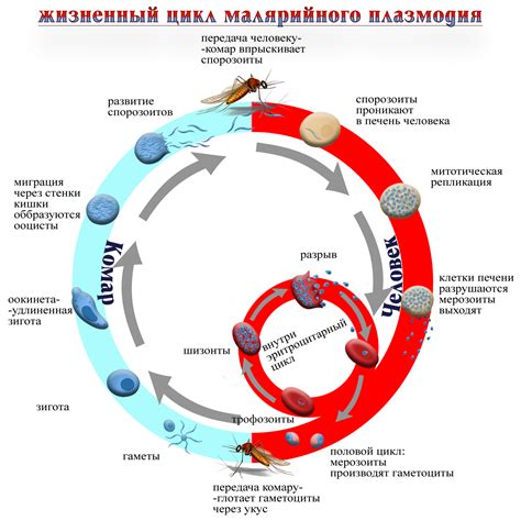 Билим булагы – Биология:Животный мир