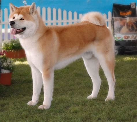 Beautiful Akida Dog American Akita Dog, American Eskimo Dog, Japanese ...