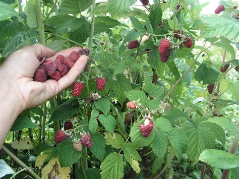 Малина Кузьмина Описание Сорта Фото Отзывы – Telegraph