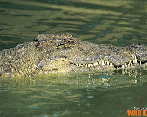 Крокодил, вид, красиво, природа обои для рабочего стола, картинки, фото ...