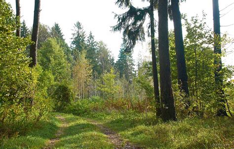 Белорусский лес | Фотоэнциклопедия Беларуси