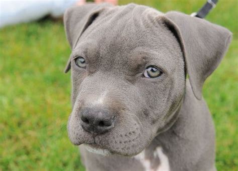 Blue Eyed Pitbull Do Pitbulls With Blue Eyes Really Exist