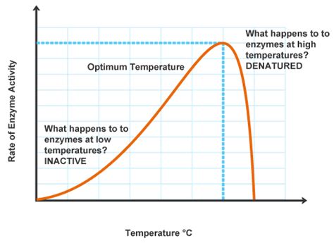 Optimum Temp Of Enzyme Catalase Sludgeport Web Fc