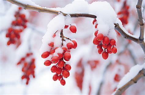 Autumn Red Berry Flurry Background, Winter, Snow, Weather Background ...