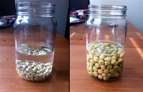 pea seed germination process