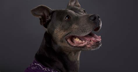 11 Surprising Foods Your Dog Can Actually Eat