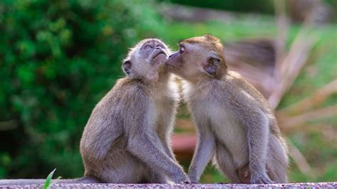 Macaco Dando Beijo