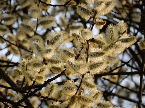 Free Pussy Willow Spring Images Pixabay