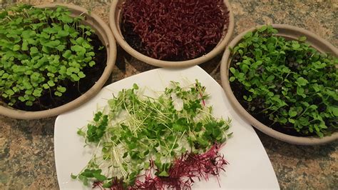 how to grow microgreens at home