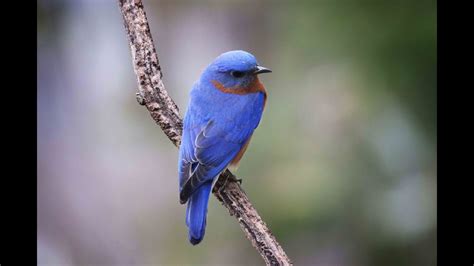 Birds of Indiana: How to attract colorful bluebirds to your yard