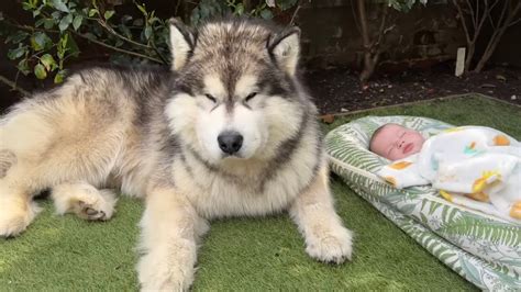 Giant Wolf Dog Protects Sleeping Baby! (Cutest Ever!!) - YouTube