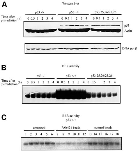 A Role For P53 In Base Excision Repair The Embo Journal