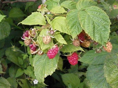 Raspberry Berry Rubus - Free photo on Pixabay - Pixabay