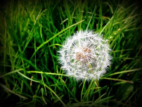 Controlling weeds naturally | Breck's – Brecks