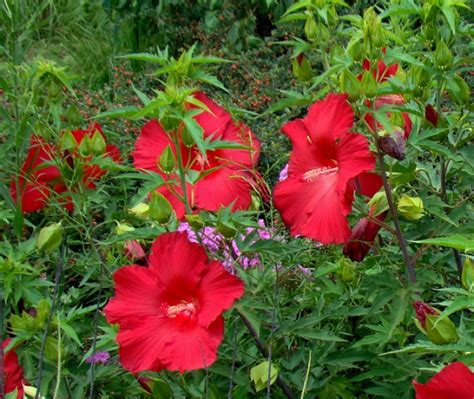 Hibiskus Bylinowy Fireball Ogrodowo Eu