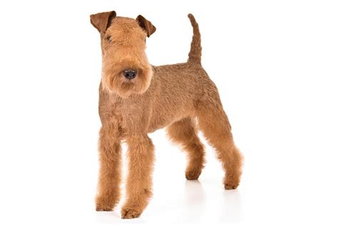 Lakeland Terrier Dog Breed Information