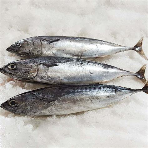 bonito  samaki delights
