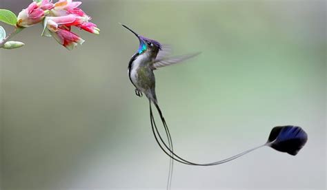 Colibri Maravilloso Marvelous Spatuletail Loddigesia Mirabilis