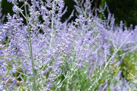 How To Grow And Care For Russian Sage Perovskia Bbc Gardeners World