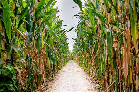 Connecticuts Corn Mazes Are Perfect For A Fall Adventure