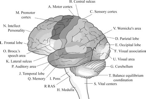 Visual Association Cortex