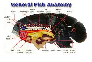 Fish Anatomy, Fin Identification