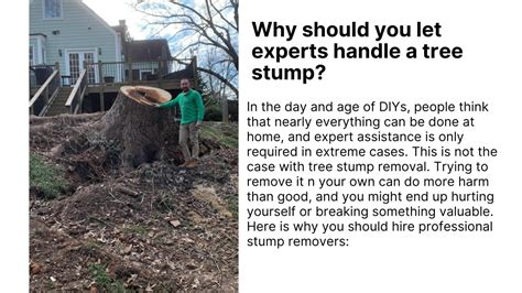 Ppt Why Should You Get The Tree Stump Removed In Duluth Powerpoint Presentation Id 11448204