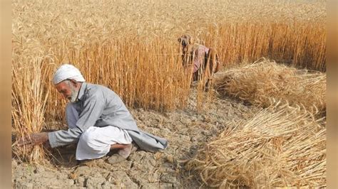 Wheat Crisis In Pakistan Food Ministry Blames Hoarders For Shortage Of