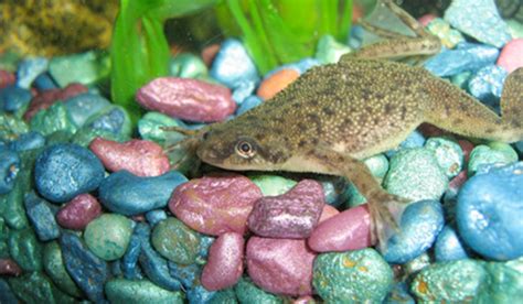 African Dwarf Frog Care Sheet Supplies PetSmart, 42% OFF