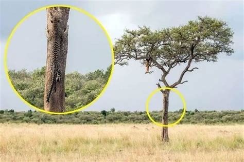 Solo un GENIO con vista de HALCÓN puede encontrar el LEOPARDO escondido