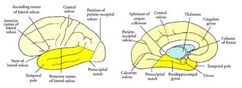 Temporal Lobe Anatomy Location Function Damage And Epilepsy