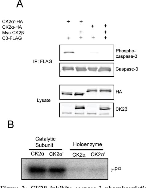 Figure 1 From Characterizing The Convergence Of Protein Kinase Ck2 And