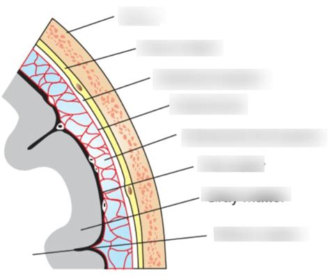 Meninges Diagram | Quizlet