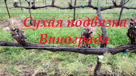 Сухая подвязка винограда ранней весной - YouTube