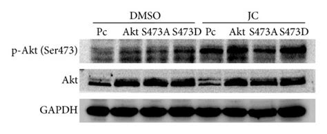 Akt Activation Promotes Hepg2 Cell Apoptosis Induced By Jc A Effects