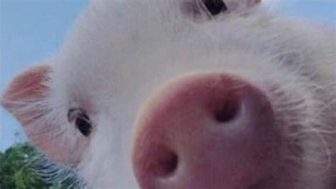 News 9 Kiss The Pig Winner Announced