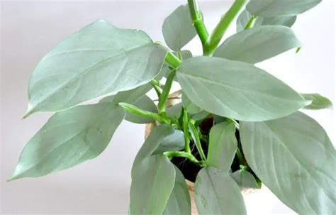 Philodendron Hastatum Silver Swordplant Is A Common Houseplant That Can