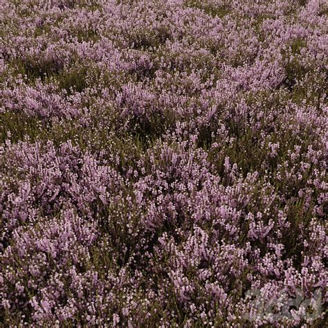 Вереск - Трава - 3D модель