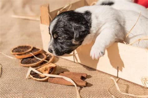 Aprender Sobre 50 Imagem Cachorro Pode Comer Cravo E Canela Br