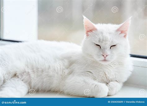 gato blanco  ojos azules  verdes angora turca imagen de archivo