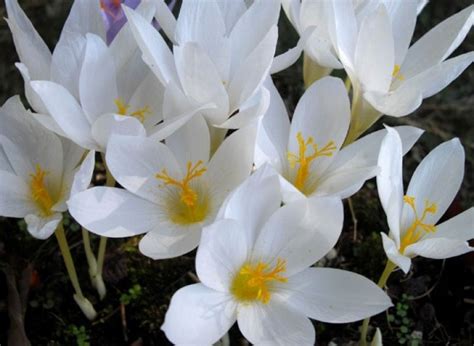 Крокусы на даче: Посадка и уход в открытом грунте