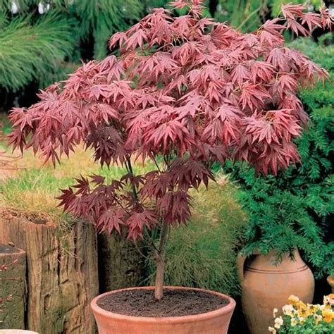 ᐉ Растение Клен японский/Acer palmatum С3-5/Н 100-120 • Купить в Киеве ...