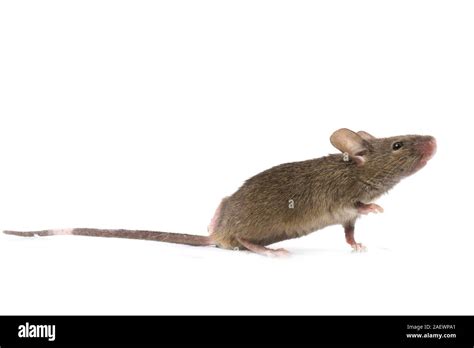 Common house mouse isolated on white background Stock Photo - Alamy