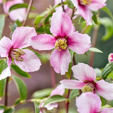 Philadelphus Petite 'Perfume Pink' | Middleton Nurseries