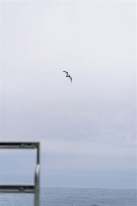 White Seagull · Free Stock Photo