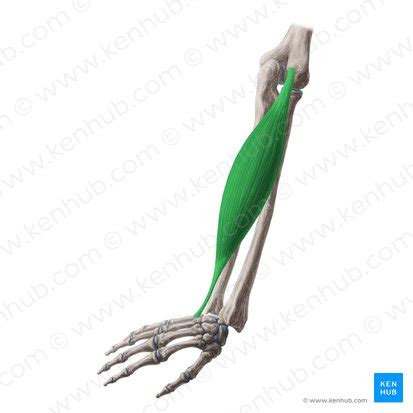 Extensor Carpi Ulnaris Origin Insertion And Function Kenhub