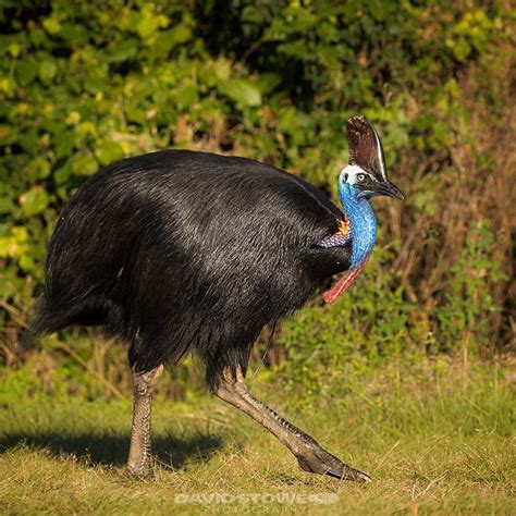Казуар Фото В Полный – Telegraph