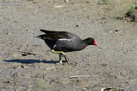 Gallinule Poule D Eau Adulte Jptr307435